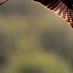 _04C6979.jpg Sus au prédateur; le milan n'est pas le bienvenu au dessus des nids de mouettes